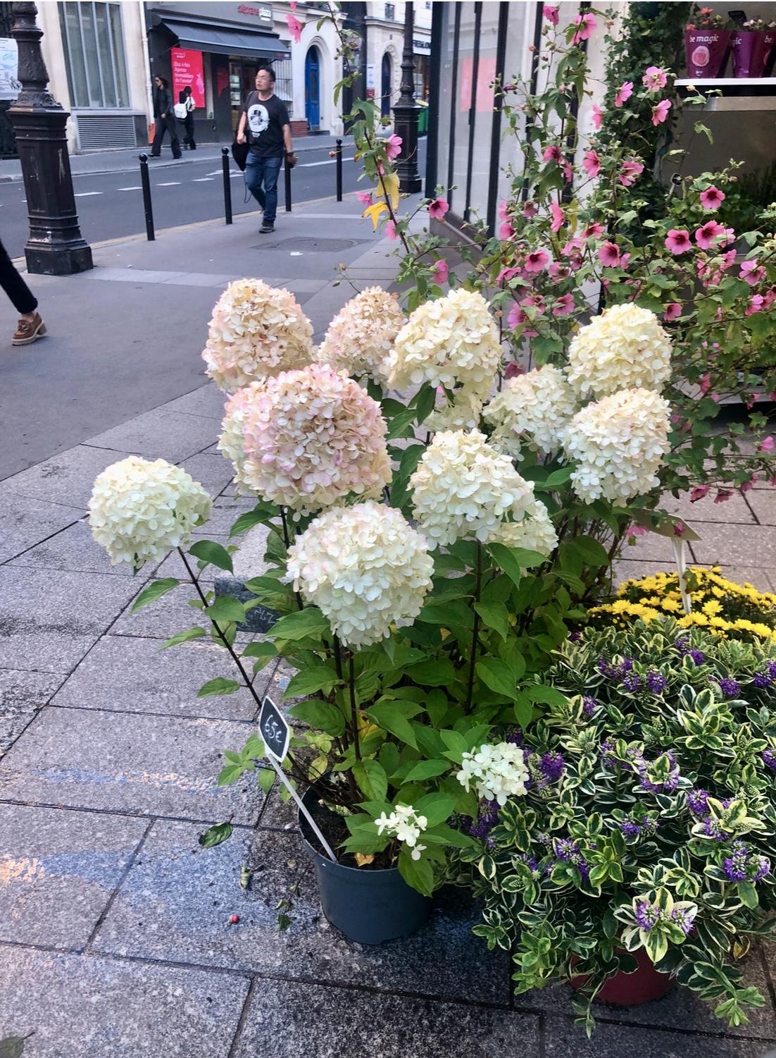 Hydrangeas et autres fleurs devant le fleuriste à l'angle des rues du Château d'Eau et Bouchardon, près du marché Saint-Martin à Paris